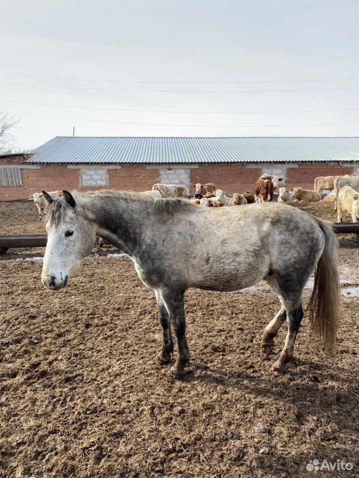 Хорошое Мясо лошадей купить на Зозу.ру - фотография № 1