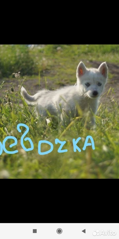 Хаски щенки купить на Зозу.ру - фотография № 2
