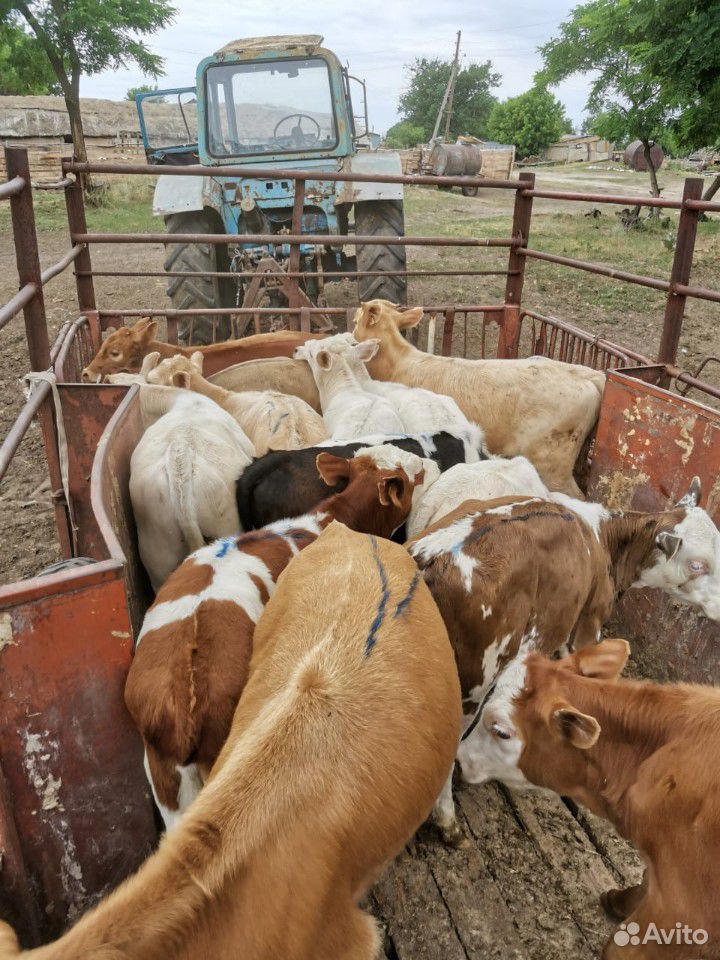Цементалы бычки купить на Зозу.ру - фотография № 10