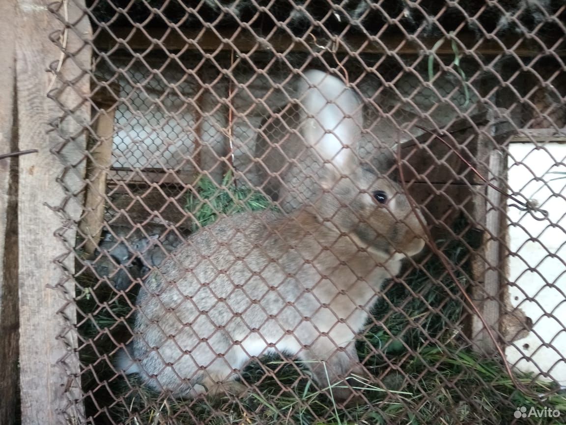 Кролики 2,5 месяца купить на Зозу.ру - фотография № 1