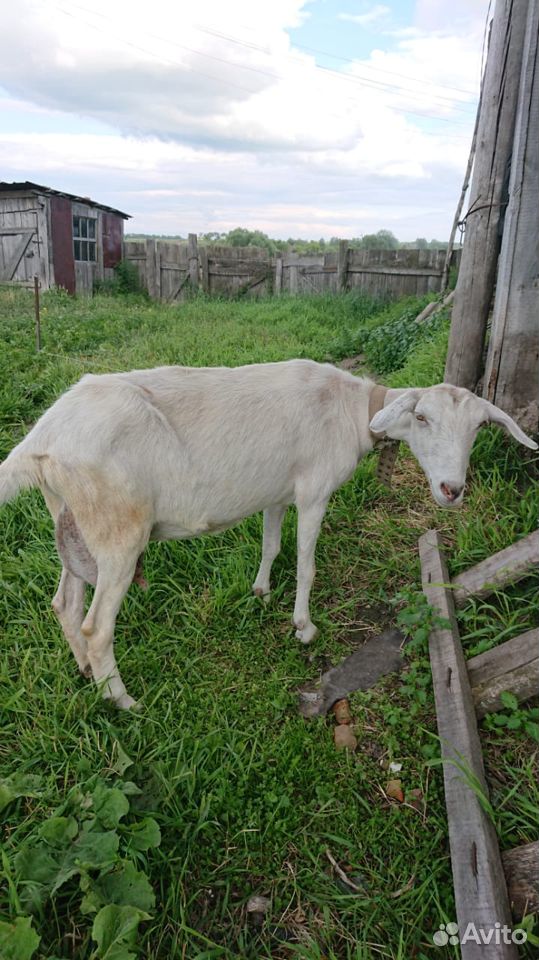 Продам коз купить на Зозу.ру - фотография № 9