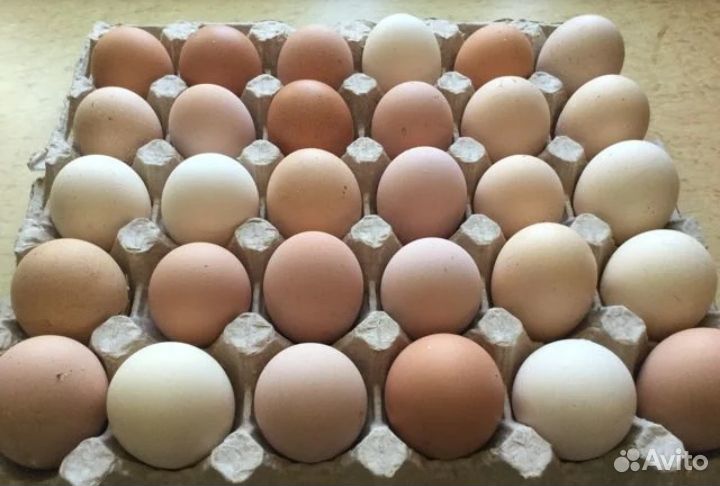 Инкубациоонное яйцо купить на Зозу.ру - фотография № 1