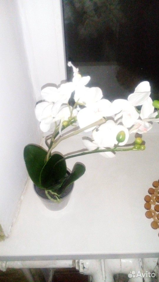 Орхидея фаленопсис купить на Зозу.ру - фотография № 1