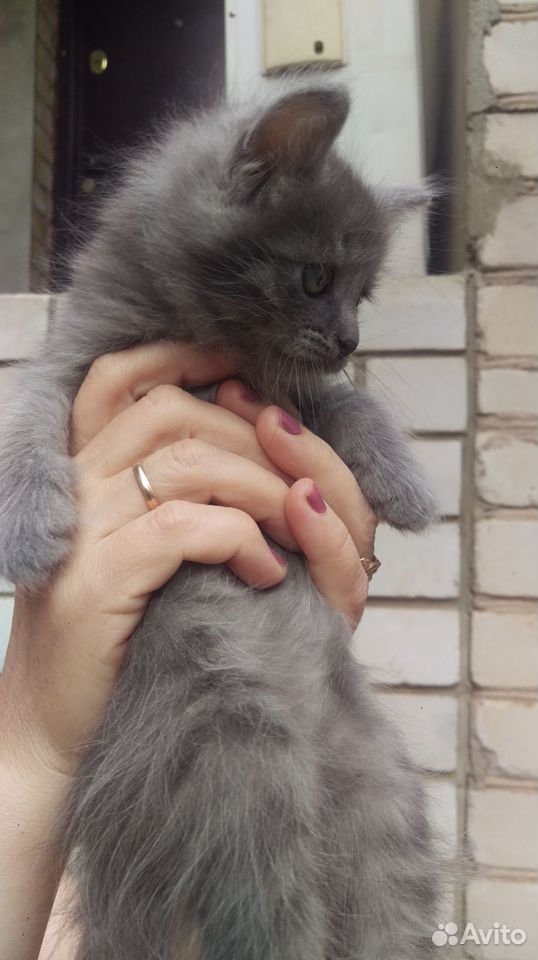 Отдам симпатичных котят купить на Зозу.ру - фотография № 3