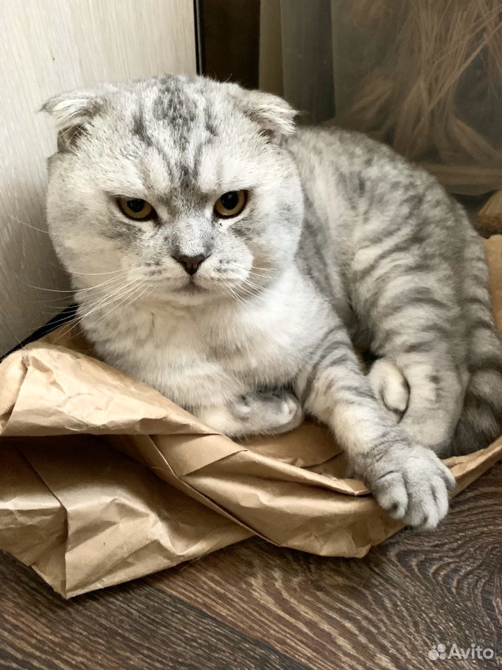 Котята британцы (1 месяц) приучены купить на Зозу.ру - фотография № 5