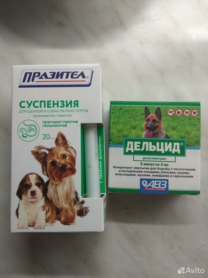 Собака охранник-компаньон купить на Зозу.ру - фотография № 5