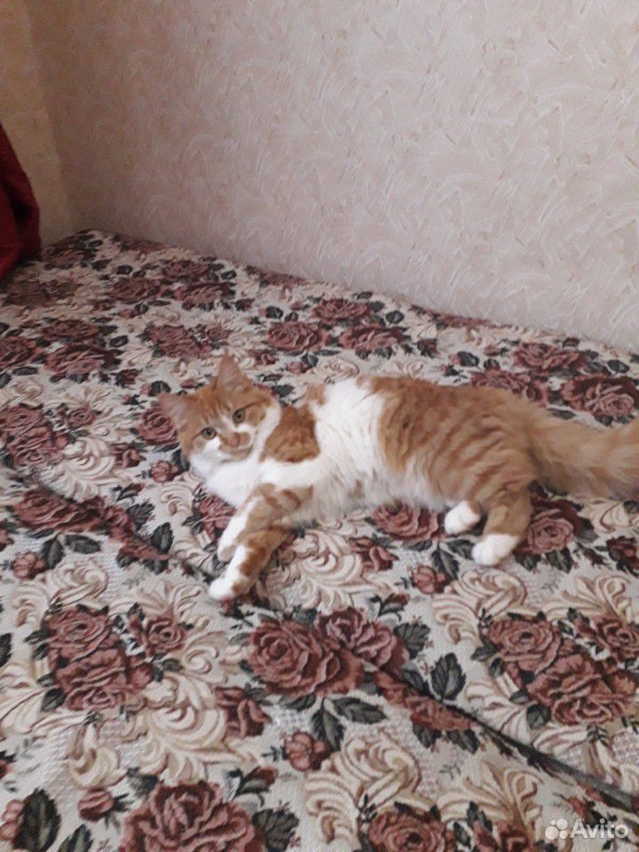 Кошка рыжа-белая купить на Зозу.ру - фотография № 1