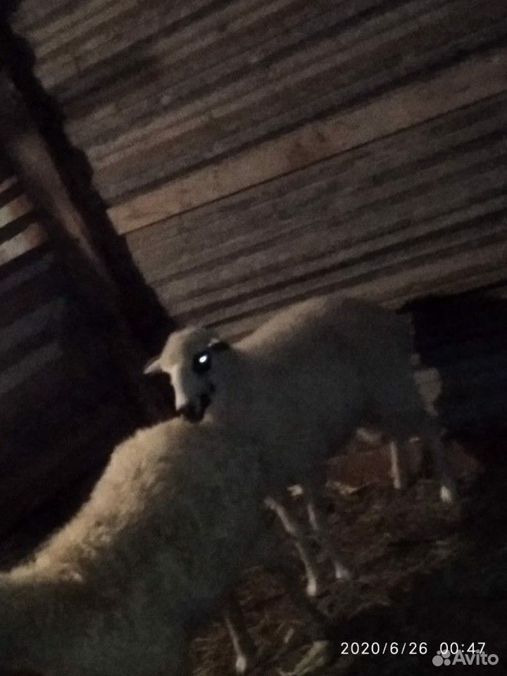 1 овец с чёрным глазами. год и три месяца купить на Зозу.ру - фотография № 7