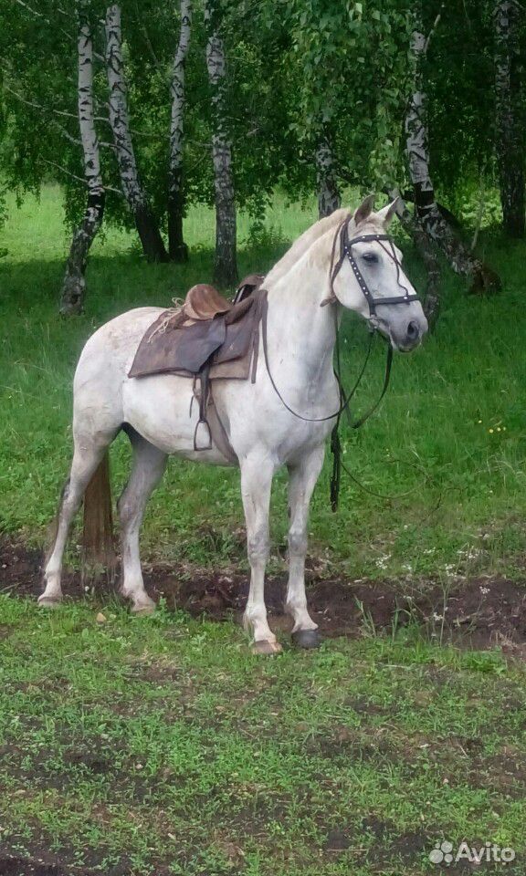 Продам лошадь купить на Зозу.ру - фотография № 1