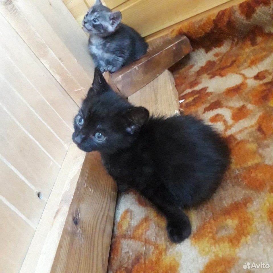 Котята малыши купить на Зозу.ру - фотография № 7
