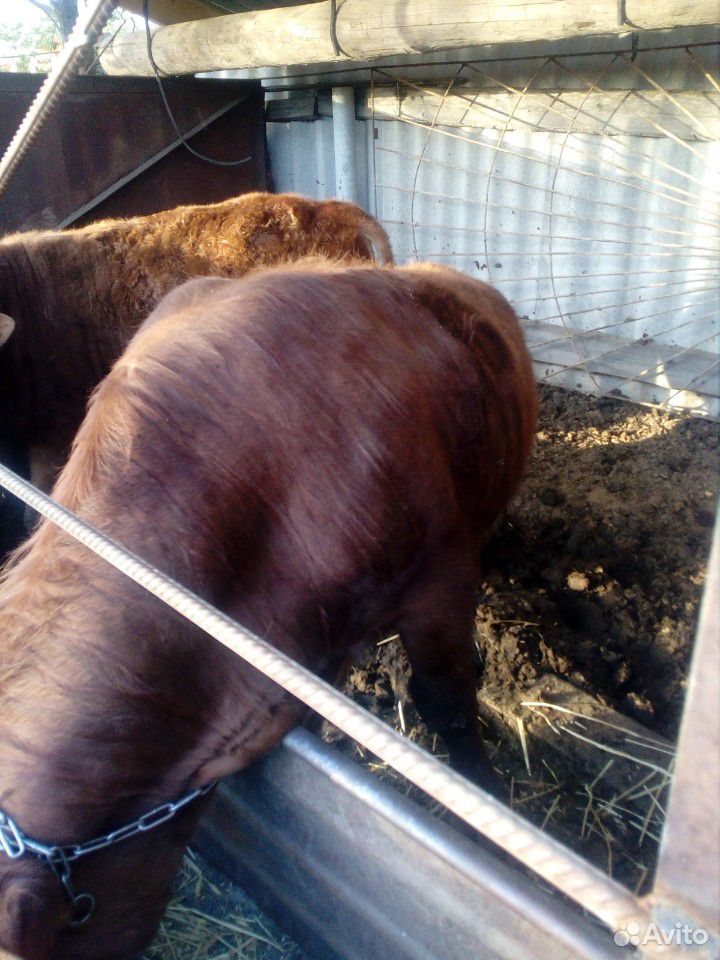 Сдам быка с откорма. живым весом 150, мясом 270 купить на Зозу.ру - фотография № 2