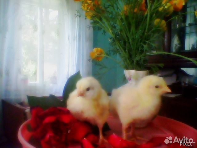 Цыплята, домашние гусята купить на Зозу.ру - фотография № 2