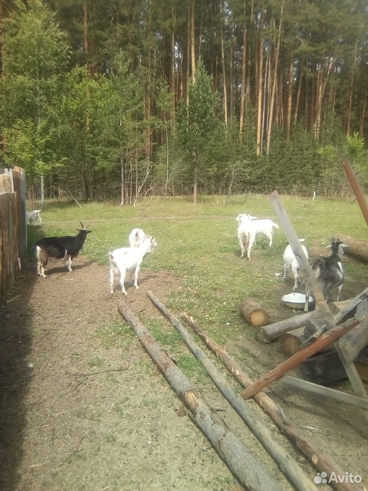 Двойные козы и козлята купить на Зозу.ру - фотография № 3