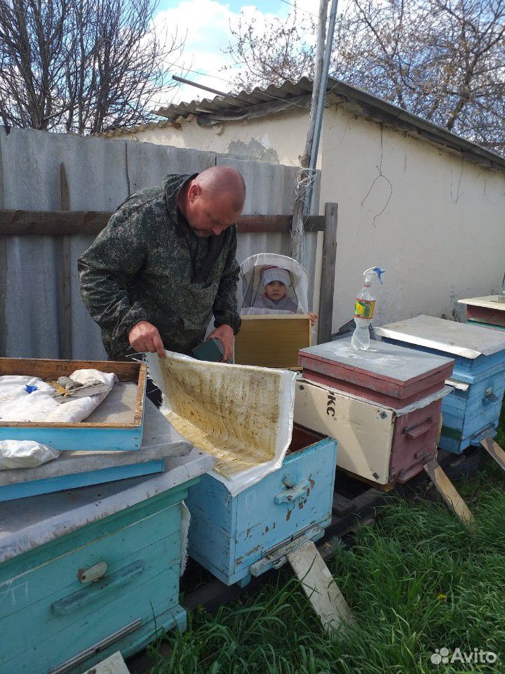 Пчелопакеты и пчелосемьи купить на Зозу.ру - фотография № 1