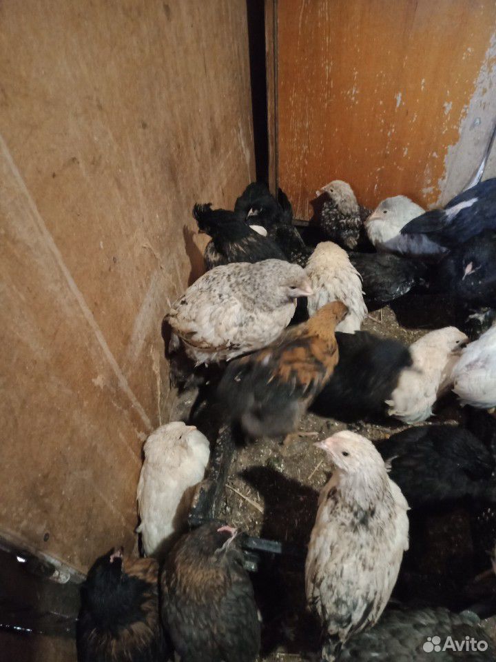 Куры молодки и цыплята от 3 до 5 мес купить на Зозу.ру - фотография № 3