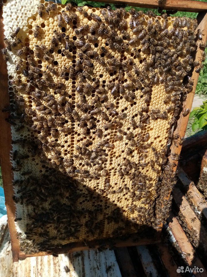 Пчелосемьи с ульями или меняю на сахар купить на Зозу.ру - фотография № 4