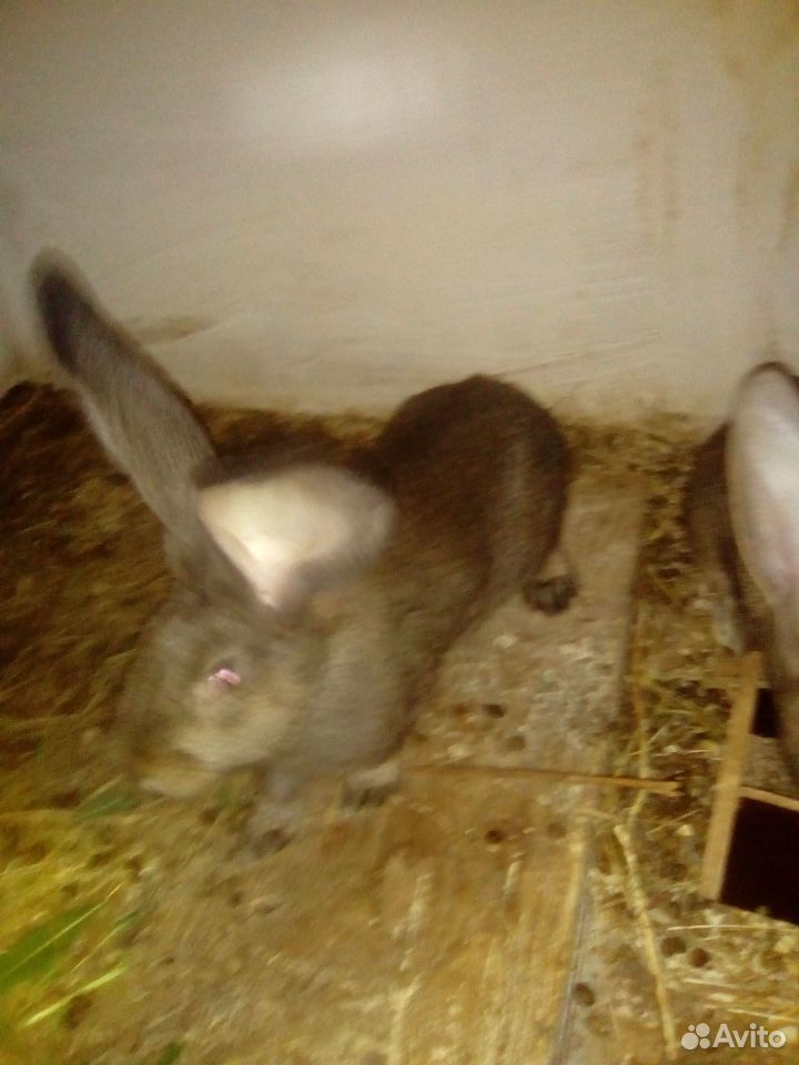 Кролики породы фландр купить на Зозу.ру - фотография № 2