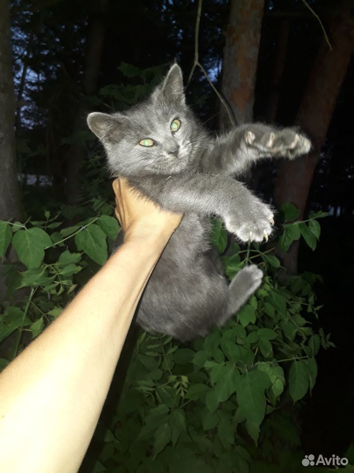 Подкинули кота купить на Зозу.ру - фотография № 2
