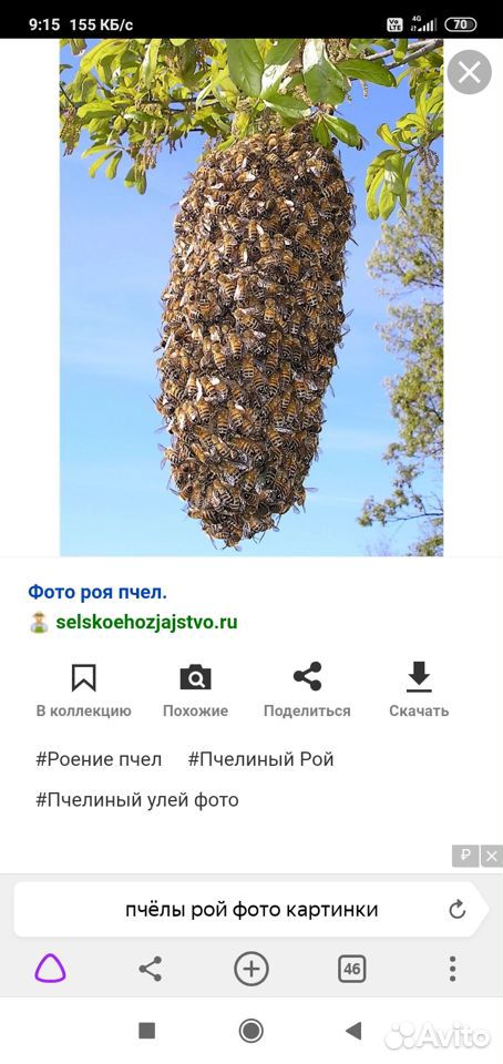 Рой пчёл купить на Зозу.ру - фотография № 1