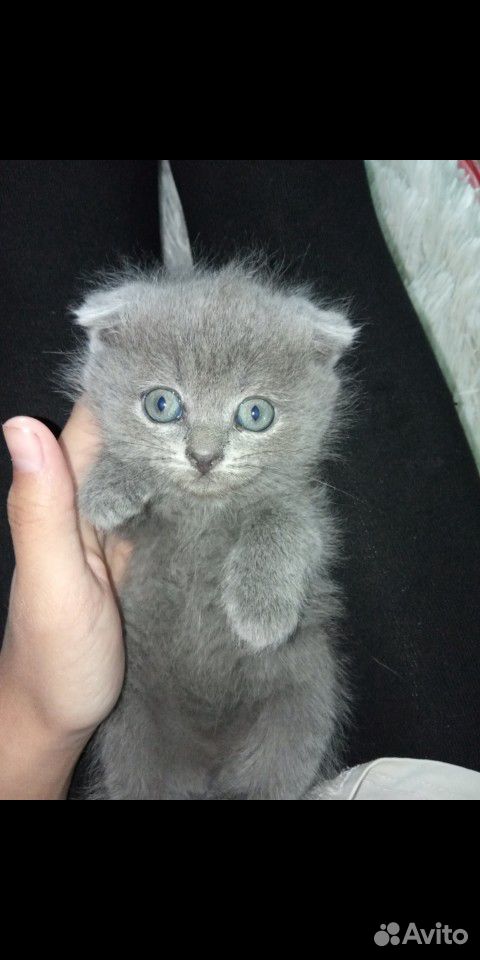 Милые котята купить на Зозу.ру - фотография № 2