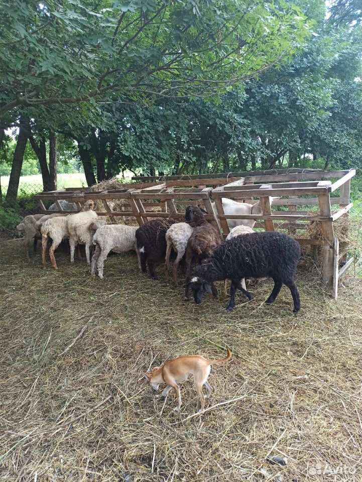 Бараны, овцы купить на Зозу.ру - фотография № 4