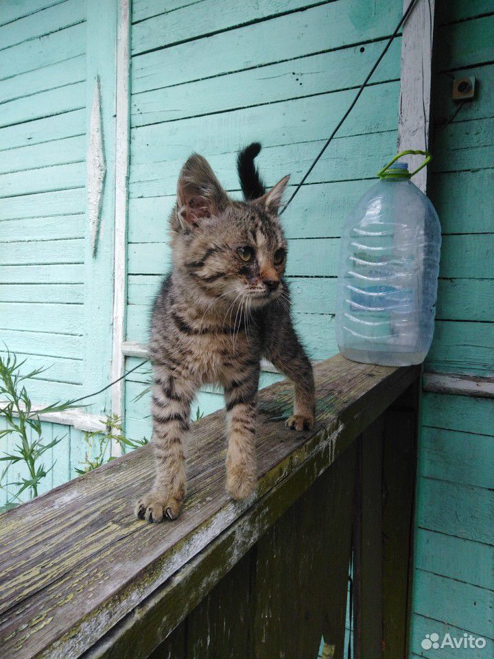 Котёнку Юше нужна любящая семья купить на Зозу.ру - фотография № 2