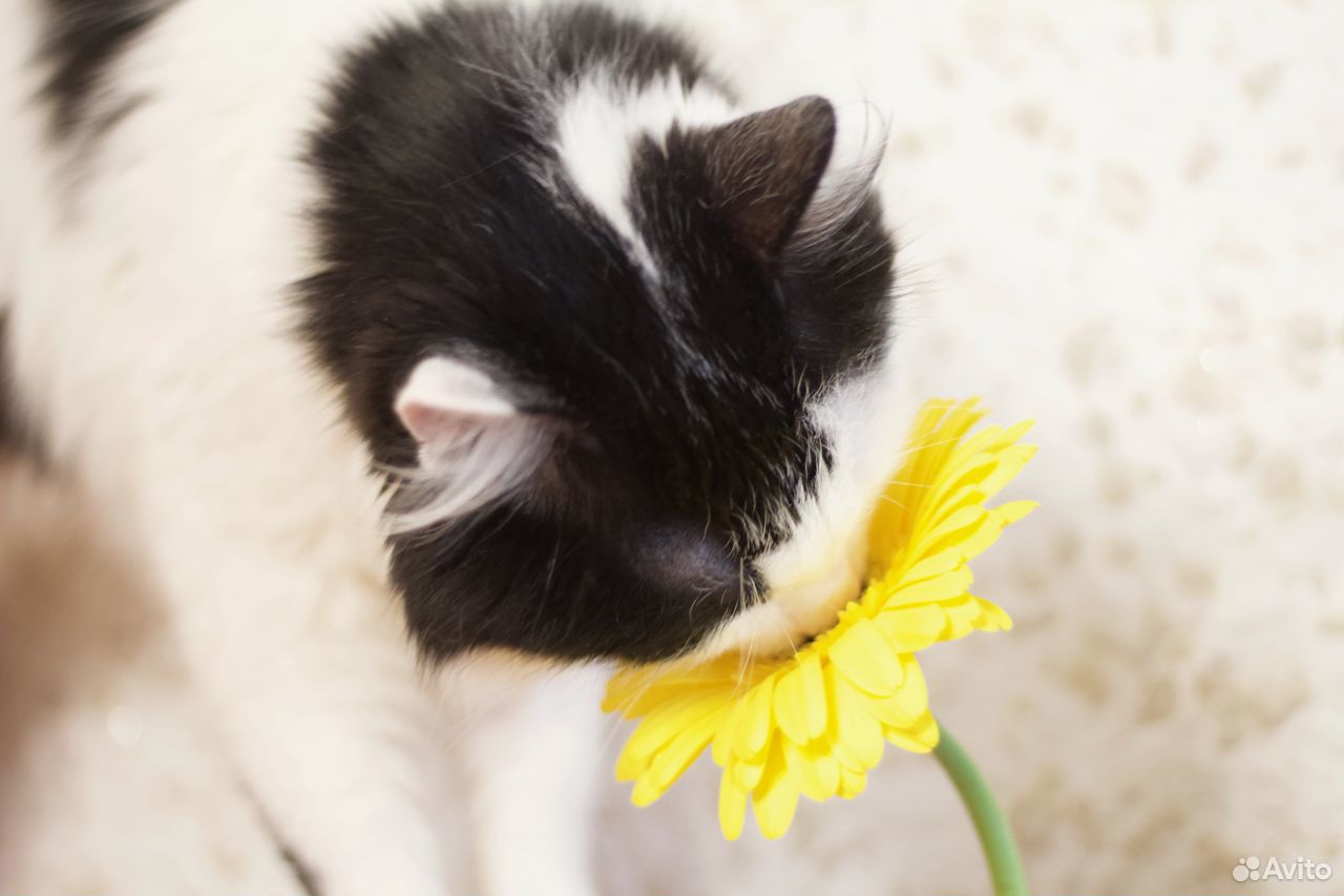 Чёрно-белый котик Жорик ищет дом купить на Зозу.ру - фотография № 4