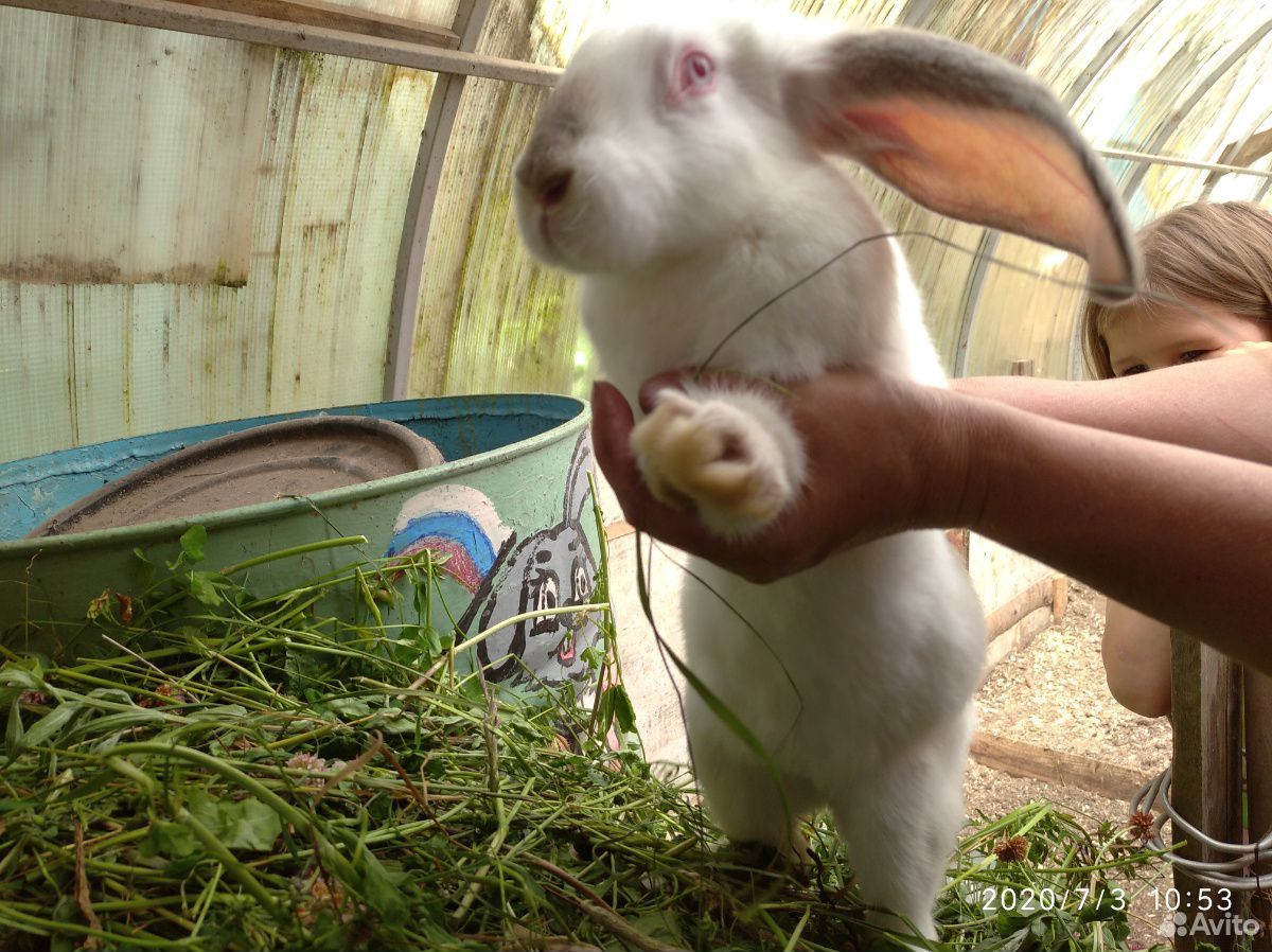 Мясо кролика, кролики, крольчата, петушки купить на Зозу.ру - фотография № 2