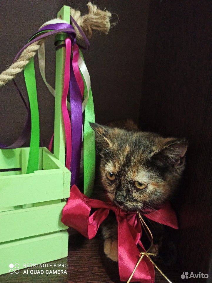 Шикарные котята купить на Зозу.ру - фотография № 3