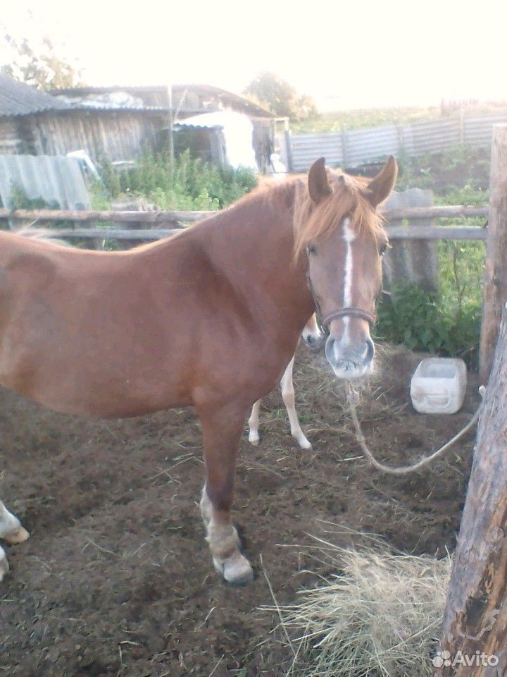 Лошадь с жеребенком купить на Зозу.ру - фотография № 5