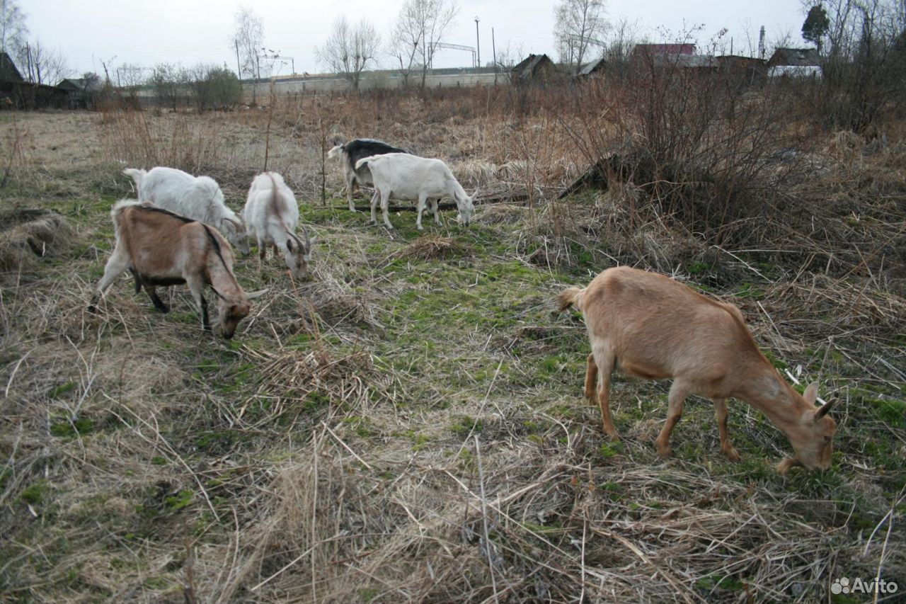 Коза альпийская, козлята купить на Зозу.ру - фотография № 1