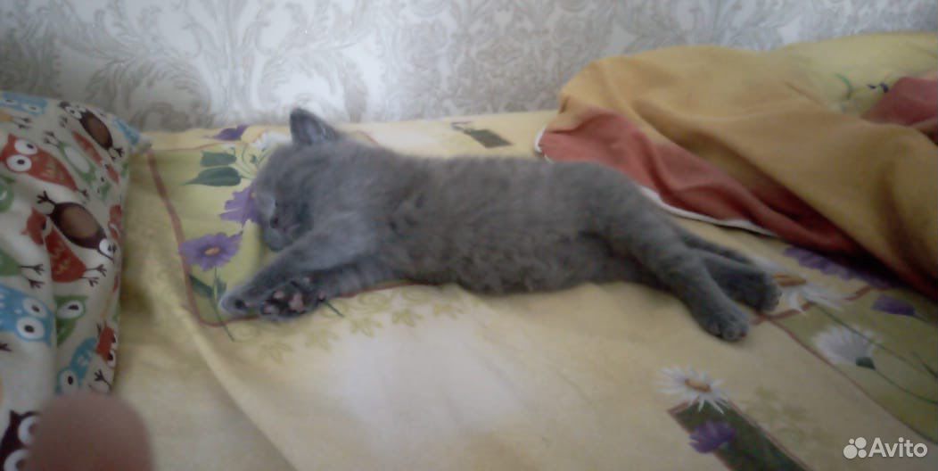 Продаются котята купить на Зозу.ру - фотография № 1