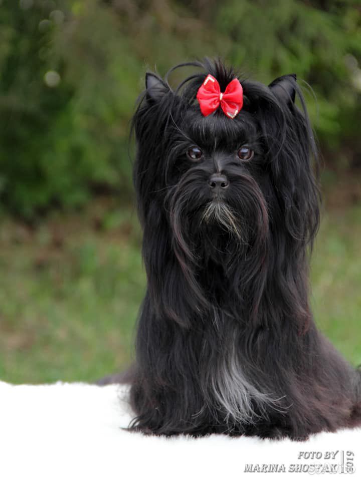 Продается щенок русской салонной собаки (русалка) купить на Зозу.ру - фотография № 5