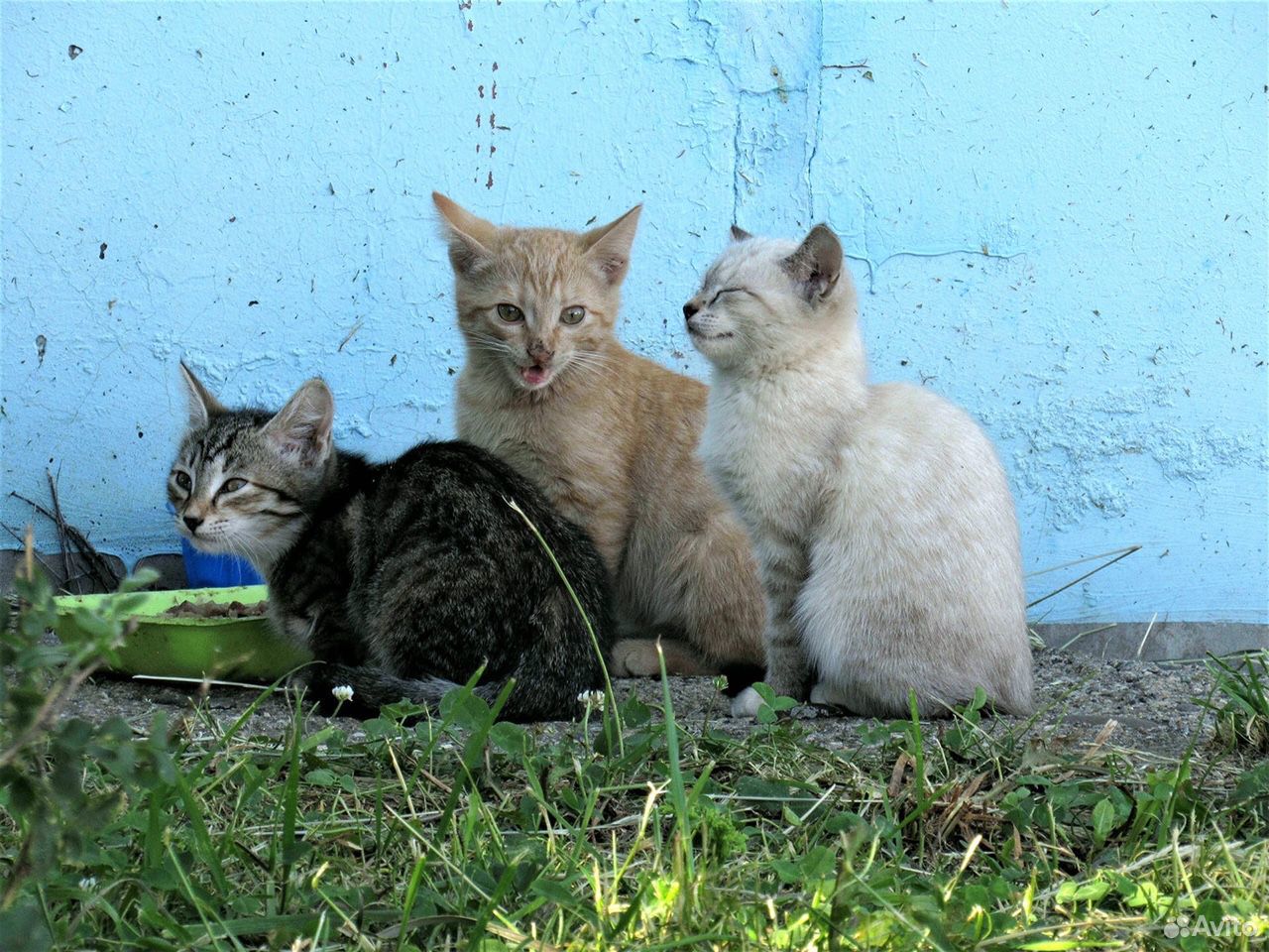 Котята на улице ищут дом купить на Зозу.ру - фотография № 1
