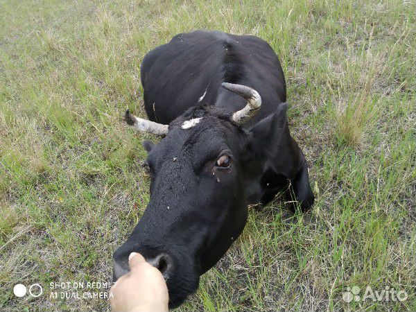 Продам корову и быка купить на Зозу.ру - фотография № 2
