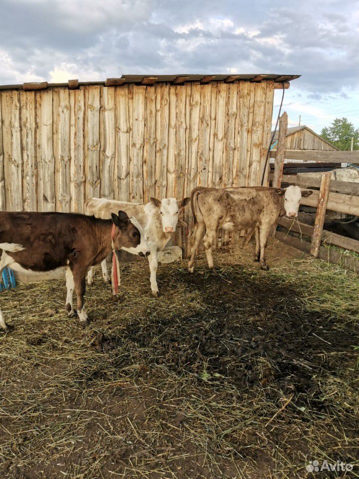 Корова и телки купить на Зозу.ру - фотография № 6