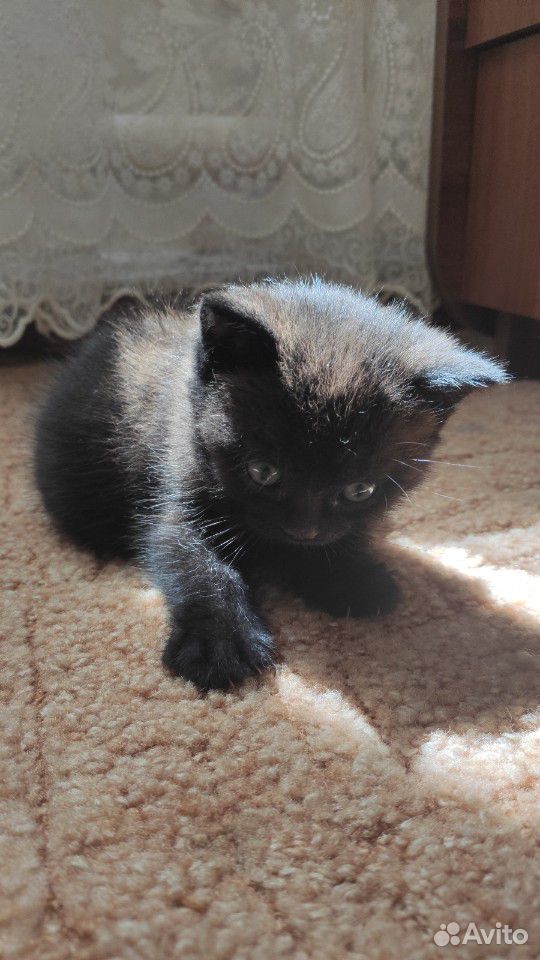 Котик купить на Зозу.ру - фотография № 4