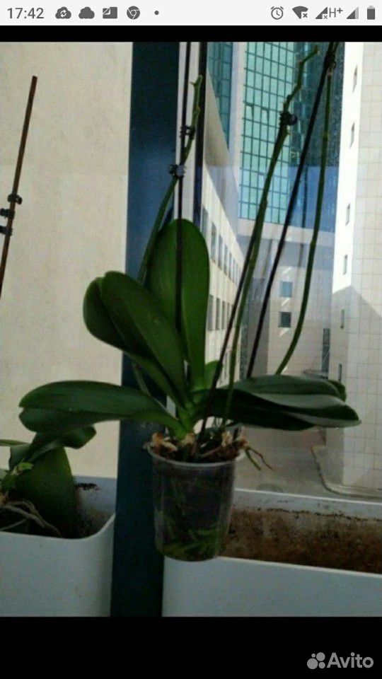 Фаленопсис орхидея сортовые купить на Зозу.ру - фотография № 7