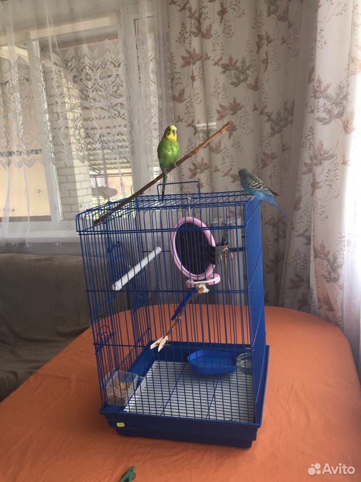 Продаю двух попугаев с клеткой купить на Зозу.ру - фотография № 2