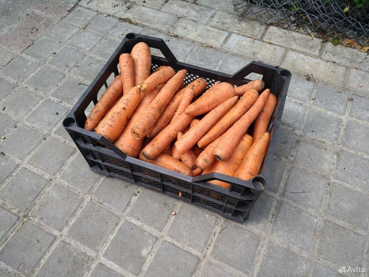 Морковь в остатке купить на Зозу.ру - фотография № 1