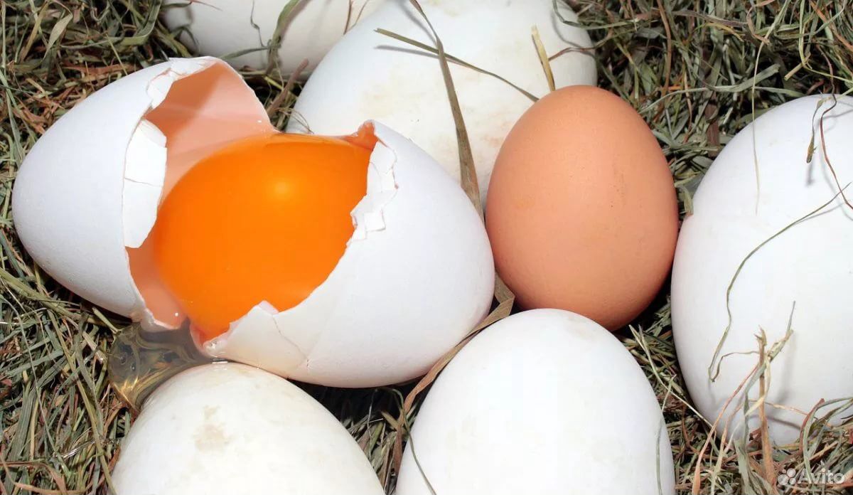 Яйца домашние (фермерские) куриные купить на Зозу.ру - фотография № 2