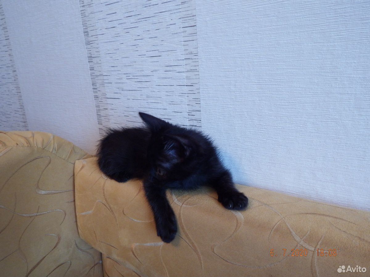 Котёнок мальчик купить на Зозу.ру - фотография № 5