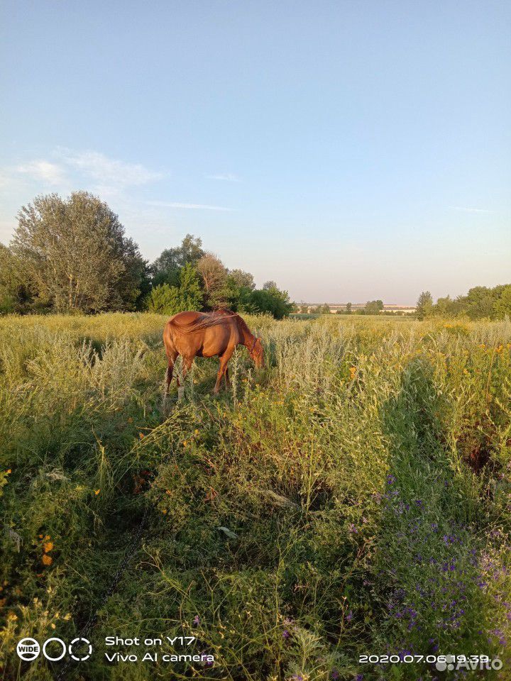 2 лошадей 1 бык племя купить на Зозу.ру - фотография № 2