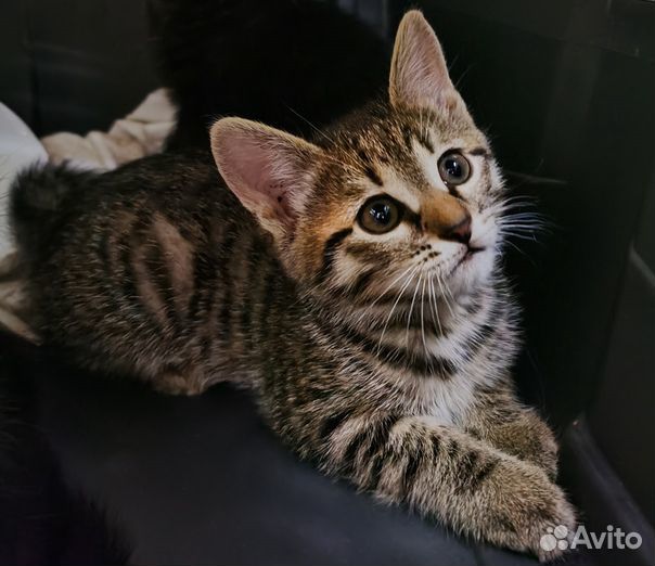 Котёнок Тигруля купить на Зозу.ру - фотография № 1
