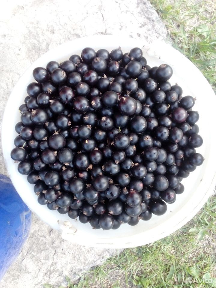 Смородина (ягода), урожай 2020 года купить на Зозу.ру - фотография № 3