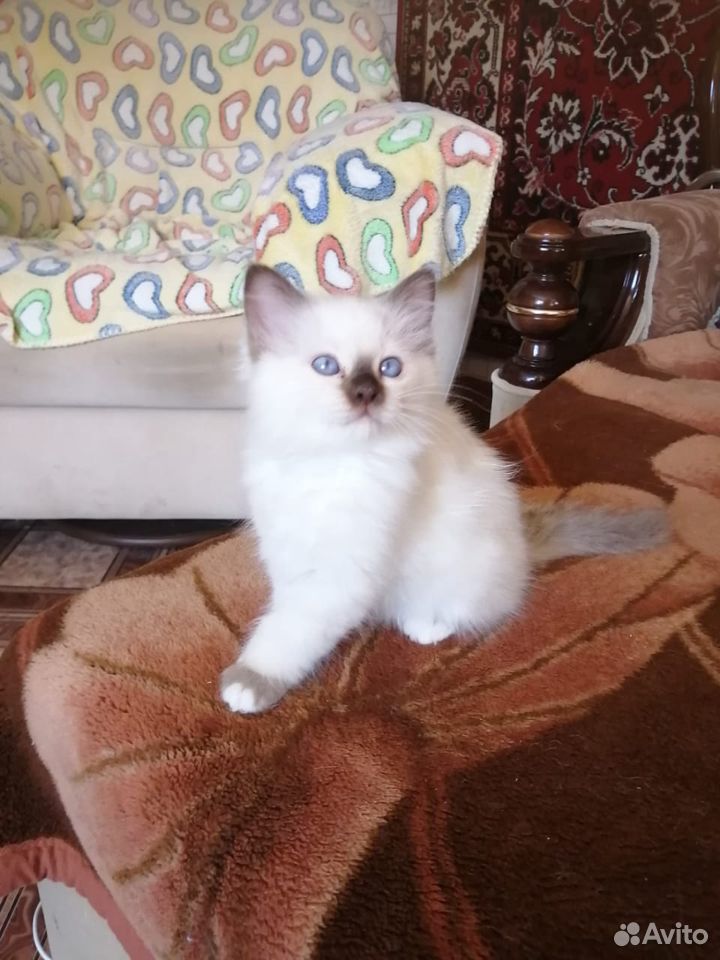 Продается котенок породы Священная Бирма купить на Зозу.ру - фотография № 1