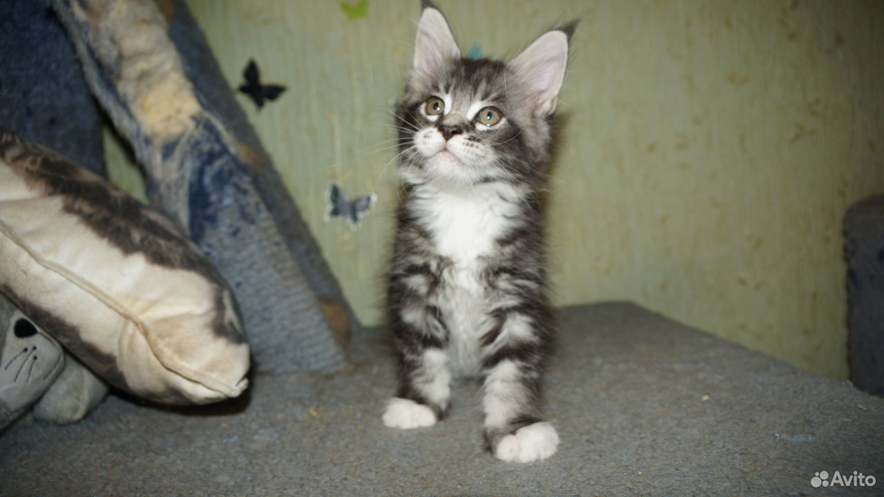 Котята для любящих котородителей купить на Зозу.ру - фотография № 5