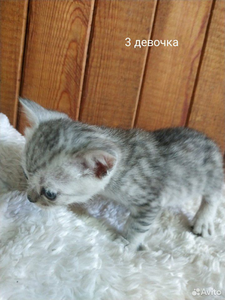 Котята британской купить на Зозу.ру - фотография № 7