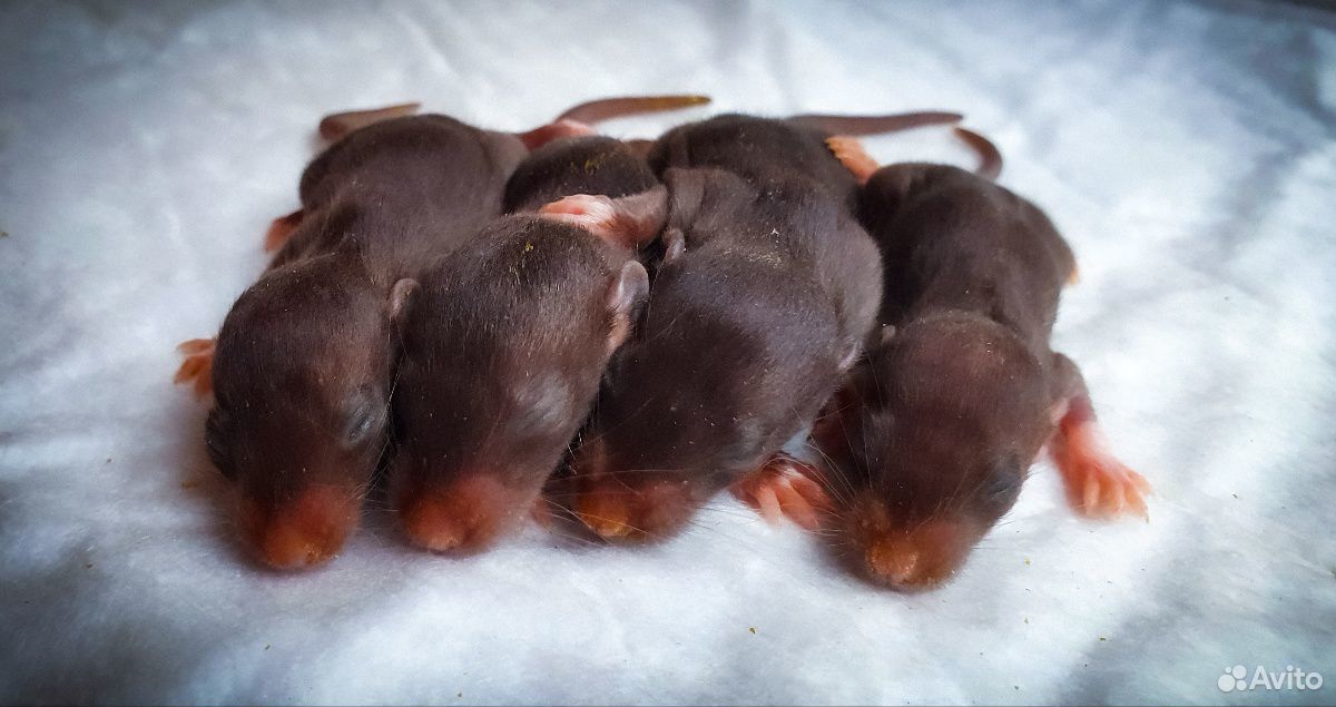 Малыши крысятки купить на Зозу.ру - фотография № 3