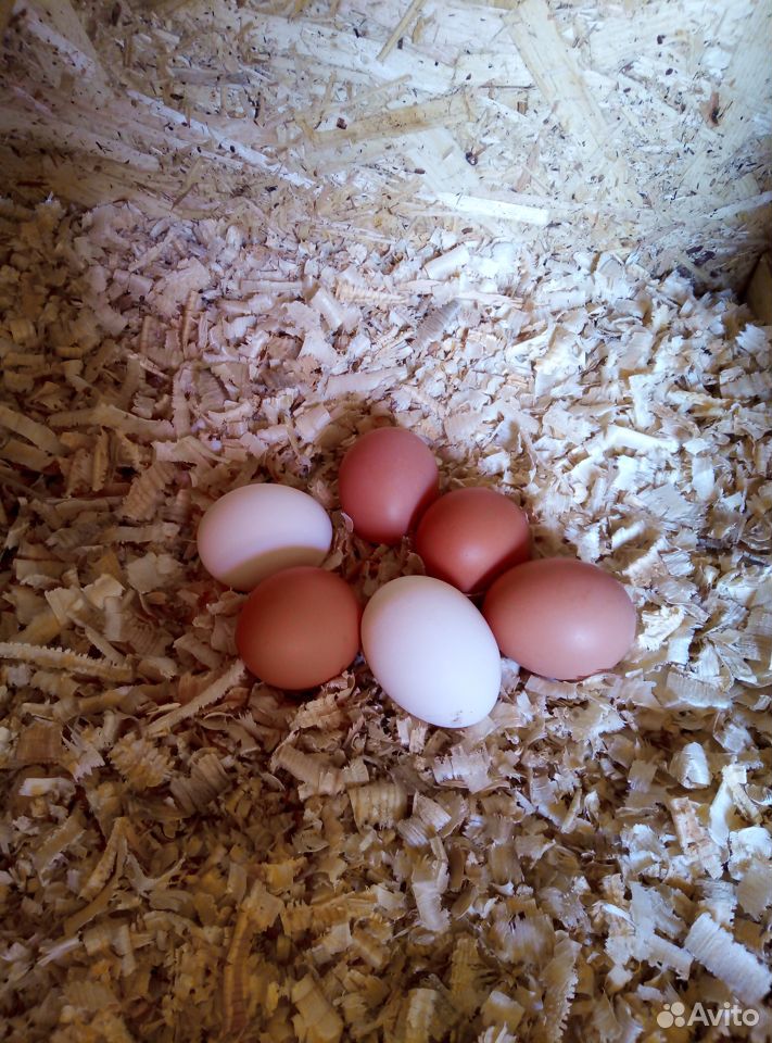 Яйца домашние купить на Зозу.ру - фотография № 3